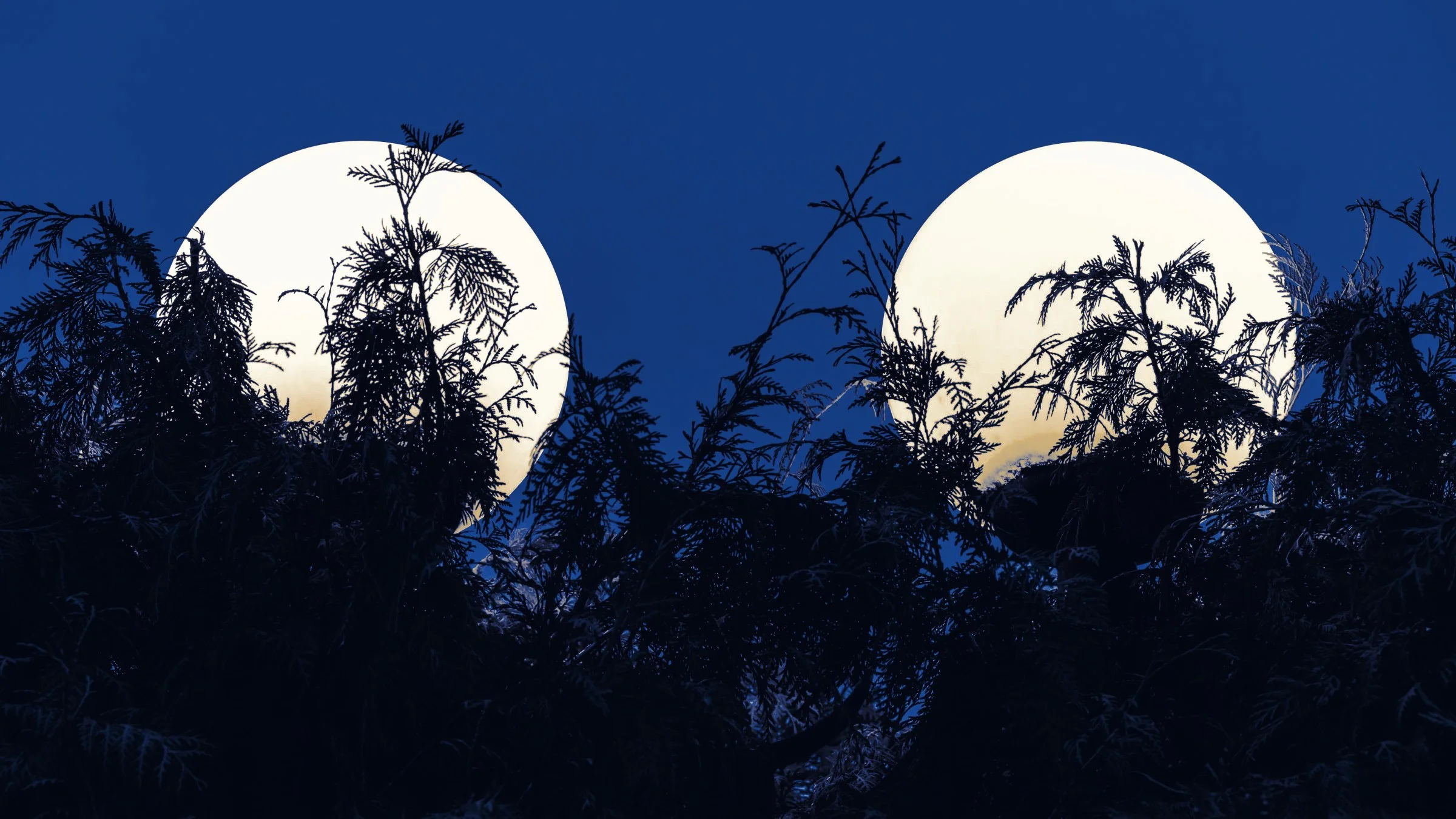 Deux lumieres celestes se levant derriere une ligne d'arbres, a l'heure bleue.